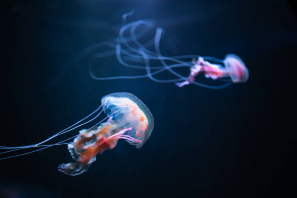 istock pelagia noctiluca jellyfish underwater 1138424184