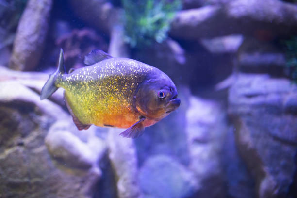 istock red-bellied piranha fish in aquarium with illumination 1138424253