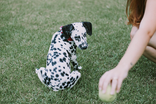 dalmatian dog with heterochromia playing with tennis ball
