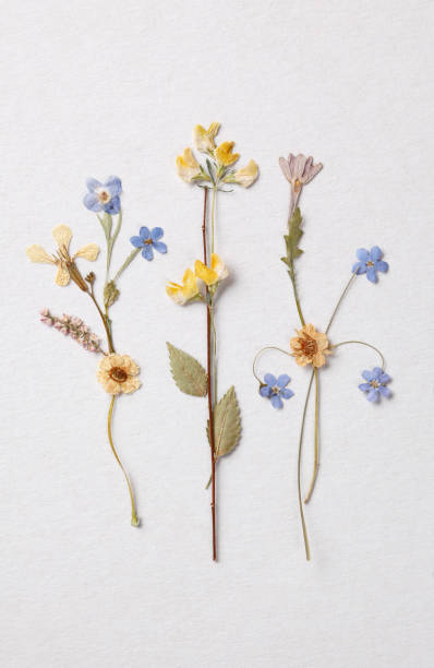 istock Lot of little spring flowers 1138425895
