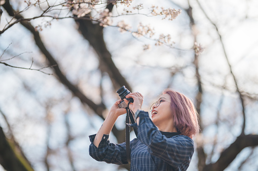 A young female photographer is taking photos of a sakura tree.