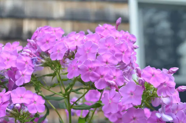 Flowering bright pink phlox flowers in full bloom.