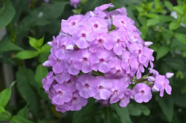 Gorgeous large cluster of pink phlox flowers blooming.