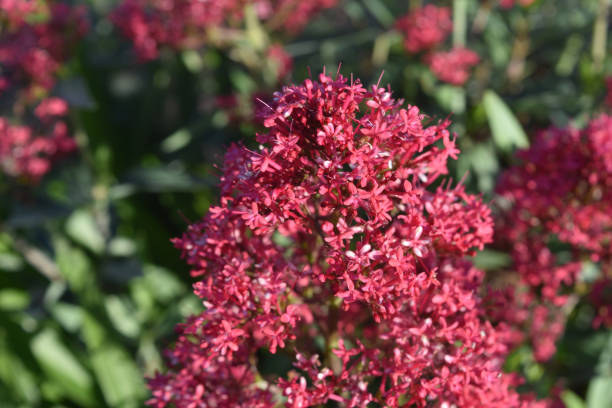 istock Bright Red Phlox Flowers in Bloom 1138428940