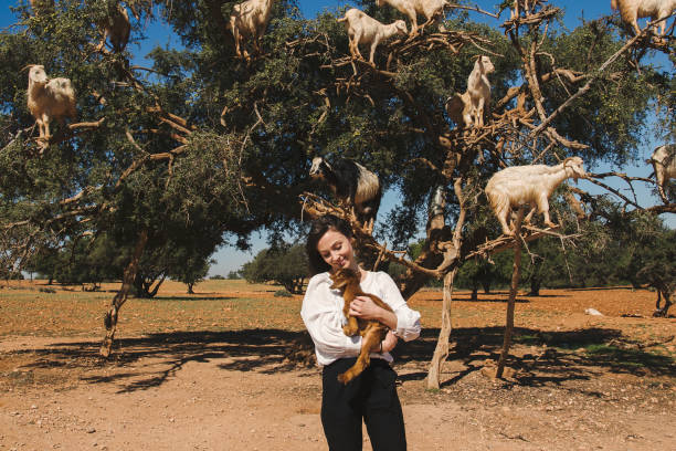 Sheeps on an Argan tree in Morocco