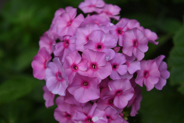 istock Very Pretty Flowering Pink Phlox Blossoms 1138429150