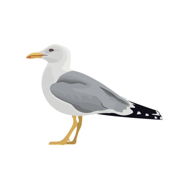 일반적인 갈매기 뮤 갈매기 유럽 청 어 갈매기. 벡터 일러스트입니다. 디자인에 대 한 요소입니다. 휴식 호기심 서 바다 새 - herring gull stock illustrations