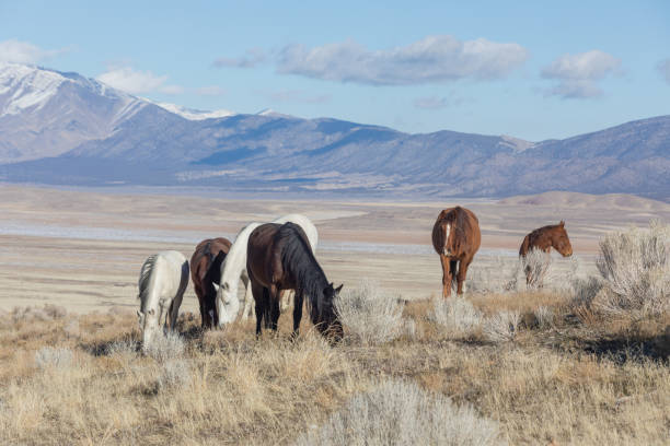 istock Wild Horses in the Utah Desert 1138430564