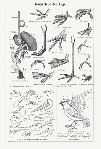 Body parts of birds: 1) Intestinal canal of a bird; 2) Foot shapes of birds; 3) Head and beak shapes of birds; 4) Plumage of a bird. Wood engravings, published in 1897.