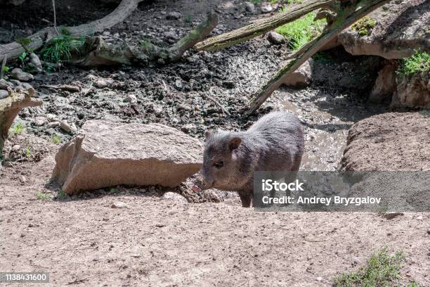 Black Pig With Dirty Snout Digging In Mud In Search Food Stock Photo - Download Image Now