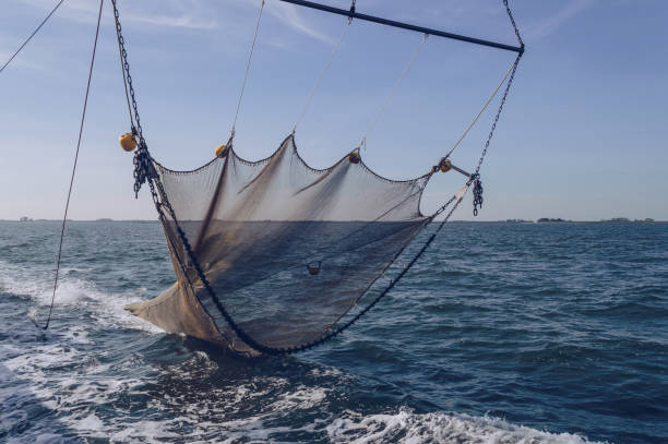 Diluruskan Trawler Net Akan Turun Ke Dasar Laut Foto Stok - Unduh Gambar  Sekarang - Kapal pukat, Jaring ikan, Kelambu - Material - iStock