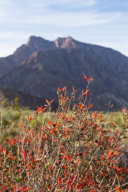 istock Chuparosa Flower in Landscape 1138432460