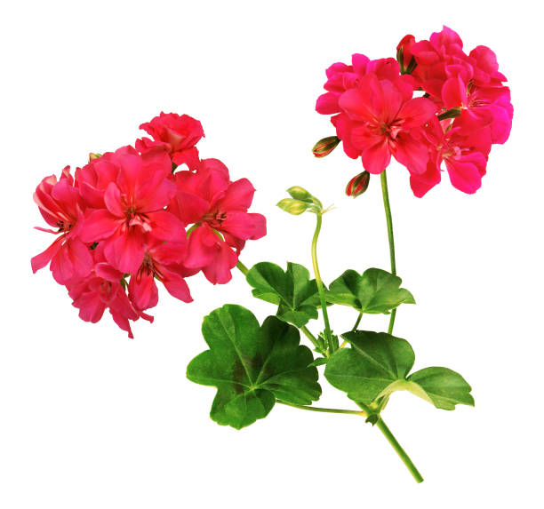 istock Branch of red geranium. White background. 1138432495