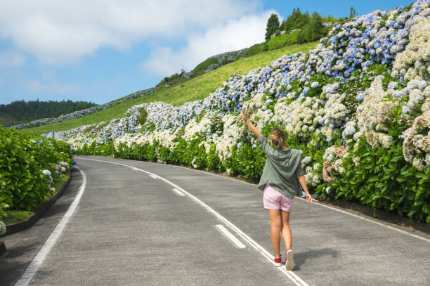 Country Road - Azores Beautiful country road on St.Miguel Azores. travel,hortensia. sao miguel azores stock pictures, royalty-free photos & images