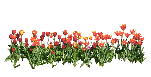 Row of tulips. White background.