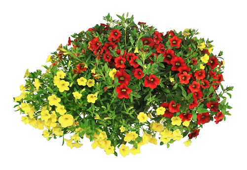 Flowering, long and abundant, with varied and brilliant colors, blooms from spring until the first frosts. As a planter or suspension, he is the star of balconies and window sills.