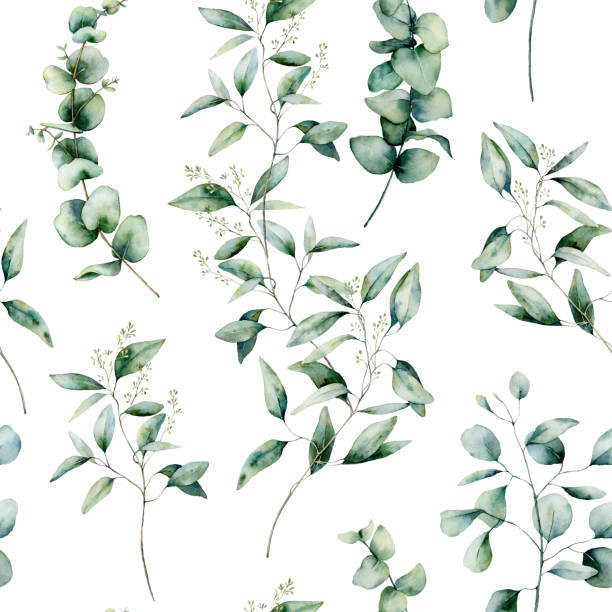 illustrations, cliparts, dessins animés et icônes de aquarelle différente motif sans soudure d'eucalyptus. branche d'eucalyptus peinte à la main et feuilles isolées sur fond blanc. illustration florale pour la conception, l'impression, le tissu ou le fond. - arbre de jade