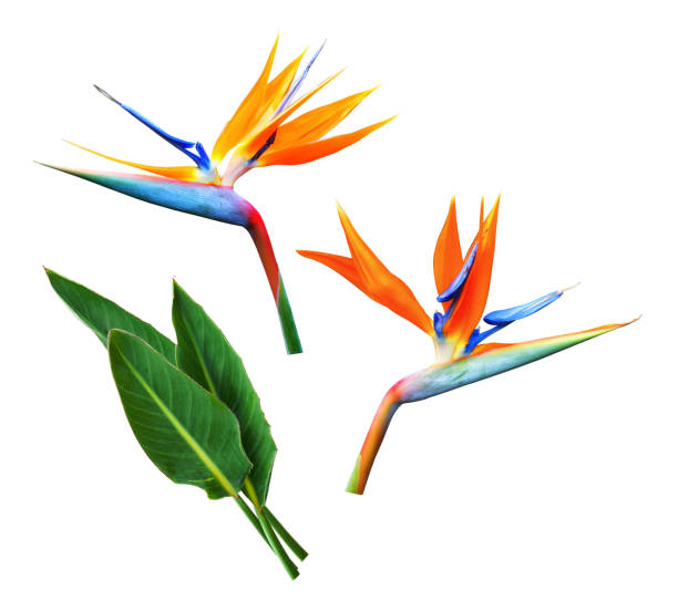 Flowers and leaves of strelitzia. White background. stock photo