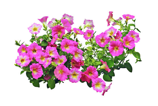 Bouquet of petunias. White background.