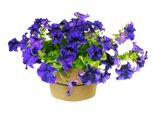 istock Blue petunia in bloom. White background. 1138432558