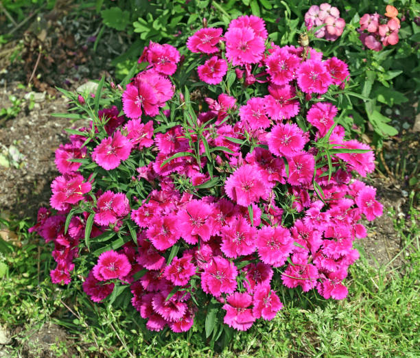 istock Natural tuft of carnations. 1138432571