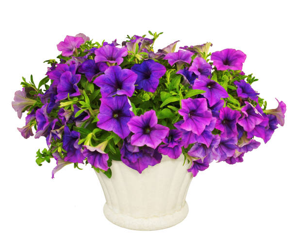 Pot of purple petunia. White background.