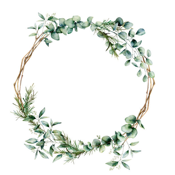 illustrations, cliparts, dessins animés et icônes de couronne de branche eucalyptus aquarelle. branche d'eucalyptus peinte à la main et feuilles isolées sur fond blanc. illustration florale pour la conception, l'impression, le tissu ou le fond. - arbre de jade