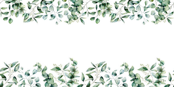 akwarela eukaliptusowa bez szwu obramowanie. ręcznie malowane gałęzie eukaliptusa i pozostawia izolowane na białym tle. kwiatowa ilustracja do projektowania, nadruku, tkaniny lub tła. - autumn tree leaf formal garden stock illustrations