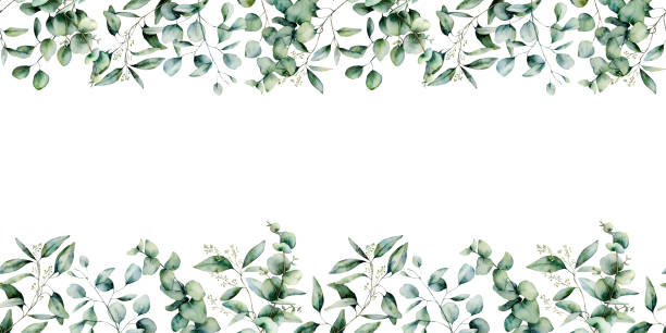 Watercolor eucalyptus seamless border. Hand painted eucalyptus branch and leaves isolated on white background. Floral illustration for design, print, fabric or background. Watercolor eucalyptus seamless border. Hand painted eucalyptus branch and leaves isolated on white background. Floral illustration for design, print, fabric or background colorful page borders stock illustrations