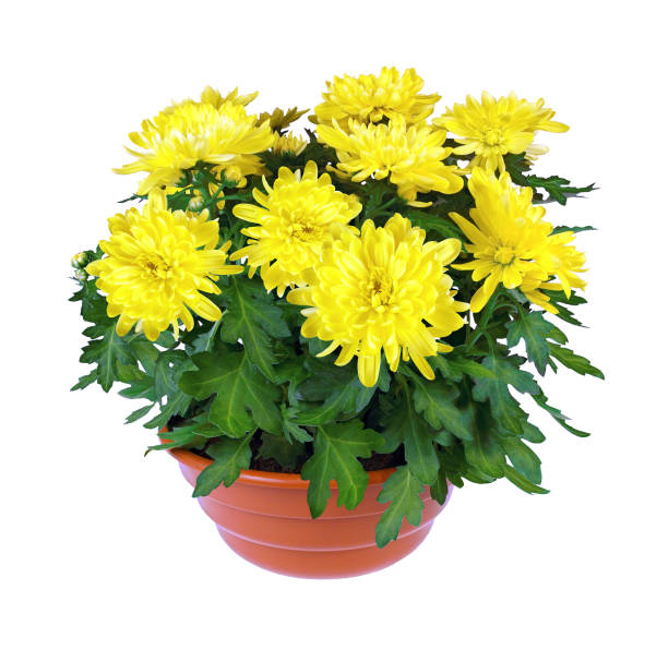 pot of yellow chrysanthemums. white background. - yellow chrysanthemum imagens e fotografias de stock