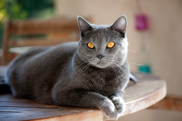 Cat-Carthusian Carthusian on a table purebred cat stock pictures, royalty-free photos & images