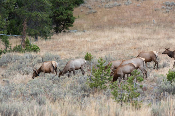 istock Elk in herd at Yellowstone 1138434356