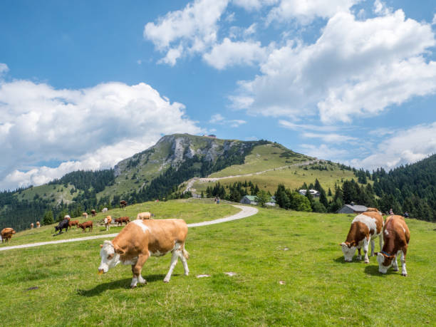 Cows on a pasture I Salzkammergut Cows on a pasture I Salzkammergut allgau stock pictures, royalty-free photos & images