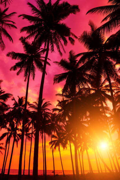 istock Beach sunset with coconut palm trees silhouettes and ocean. 1138437162