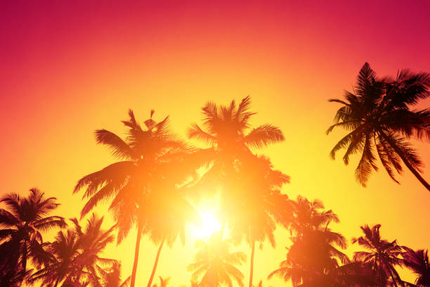 istock Tropical sunset sun and palm trees silhouettes 1138437344