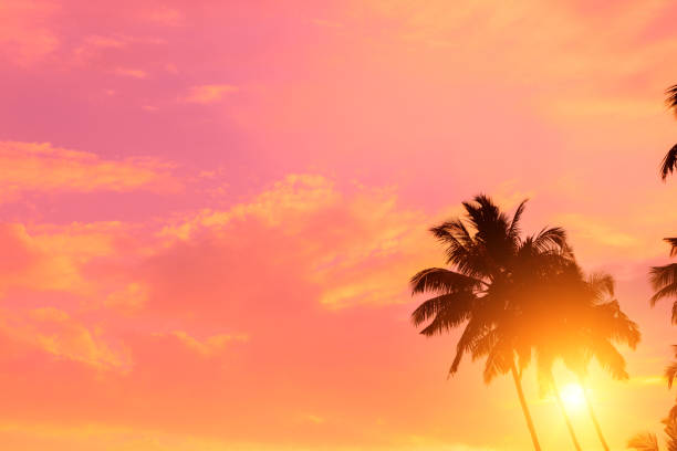 istock Coconut palm trees with shining sun, vivid sky and copy-space. 1138437436