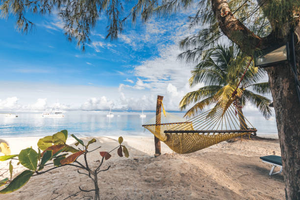 istock hammock on idyllic beach of zanzibar 1138438119