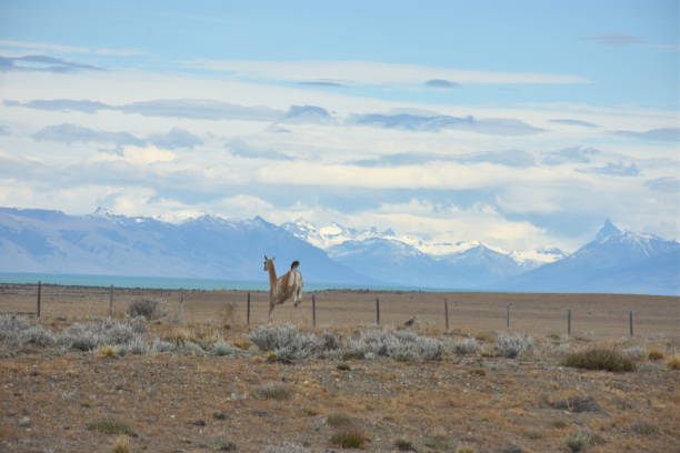 Panorama with Guanako and the Andes in the background