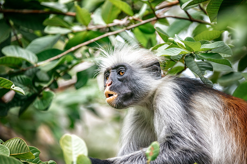 Close up of red colobus monkey in the trees of Zanzibar rain forest
