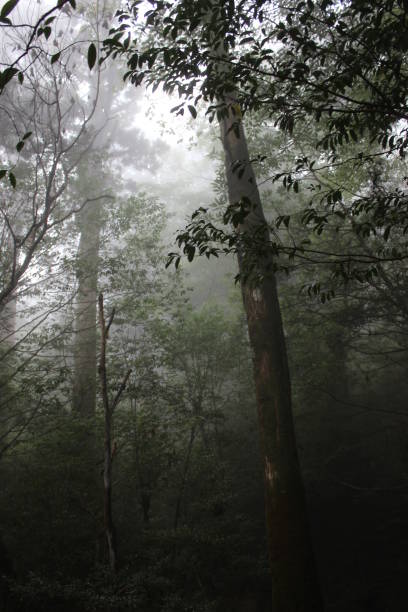 istock World Heritage yakushima,kagoshima,japan 1138439868