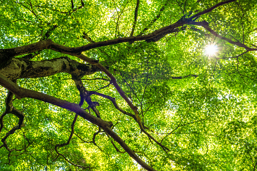 The sun shining through the fresh green leaves of a maple tree in Japan.