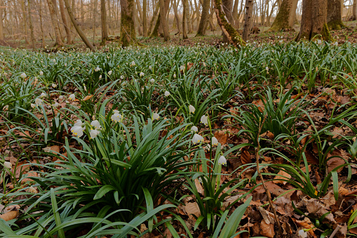 blooming March cups in the forest