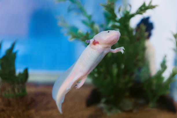 istock Axolotl in the aquarium. 1138441326