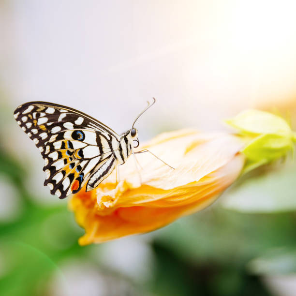 tropical butterfly sitting on the leaf. - butterfly flying tropical climate close to imagens e fotografias de stock