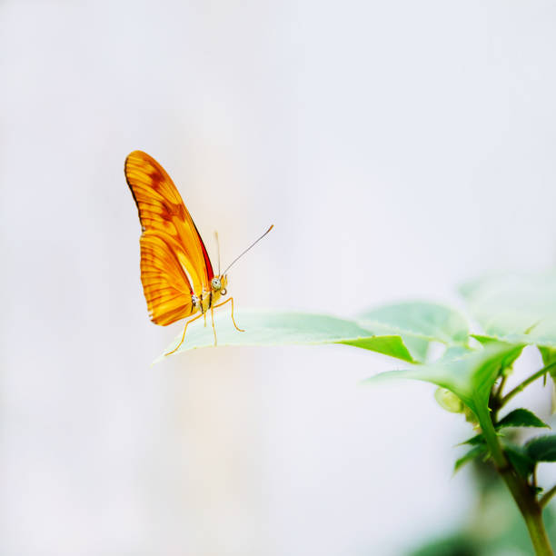 tropikalny motyl siedzący na liściu. - butterfly flying tropical climate close to zdjęcia i obrazy z banku zdjęć