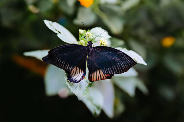 tropical butterfly sitting on the leaf. - butterfly flying tropical climate close to imagens e fotografias de stock