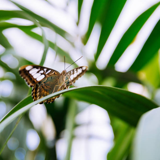 tropical butterfly sitting on the leaf. - butterfly flying tropical climate close to imagens e fotografias de stock