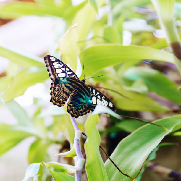 tropikalny motyl siedzący na liściu. - butterfly flying tropical climate close to zdjęcia i obrazy z banku zdjęć