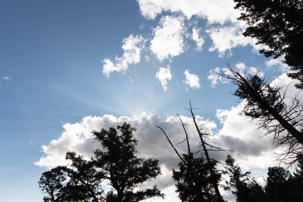 istock white Cumulus clouds with silhouetted trees against a blue sky 1138444297