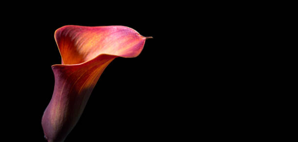 vibrante púrpura, rojo, naranja calla lirio/arum lily (botánico: zantedeschia aethiopica) disparó contra el fondo negro. - alcatraces de colores fotografías e imágenes de stock
